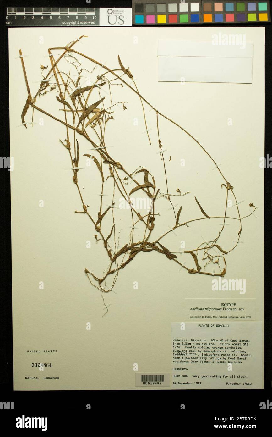 Aneilema trispermum Faden. Stock Photo