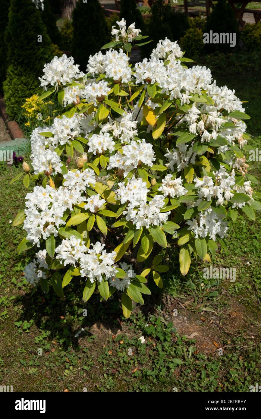 rhododendron with white flowers in a landscaped garden Stock Photo