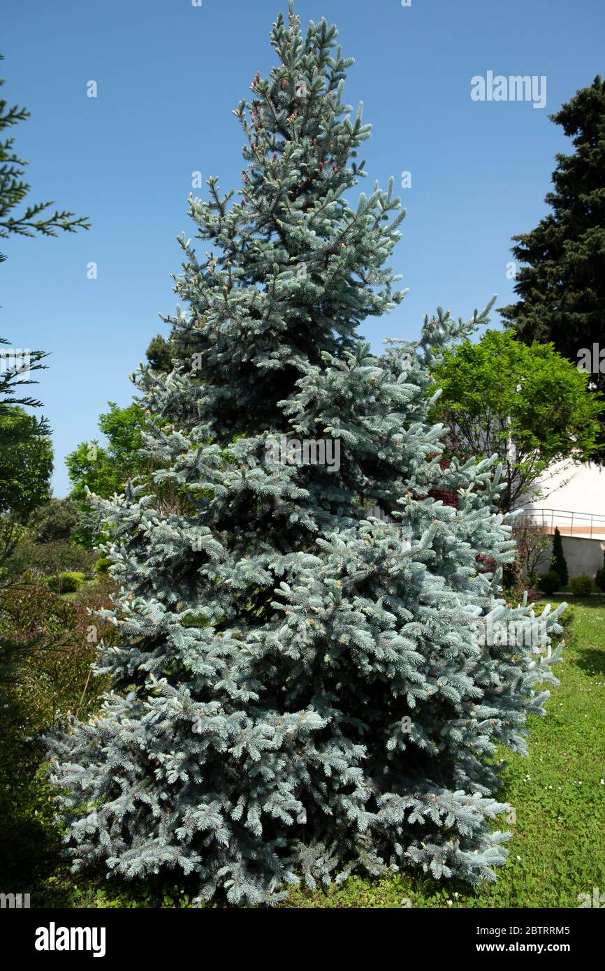 blue spruce tree in a landscaped garden Stock Photo