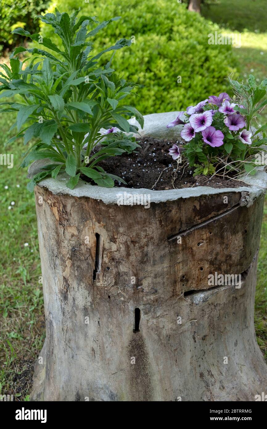 Garden tree stump flowers hires stock photography and images Alamy