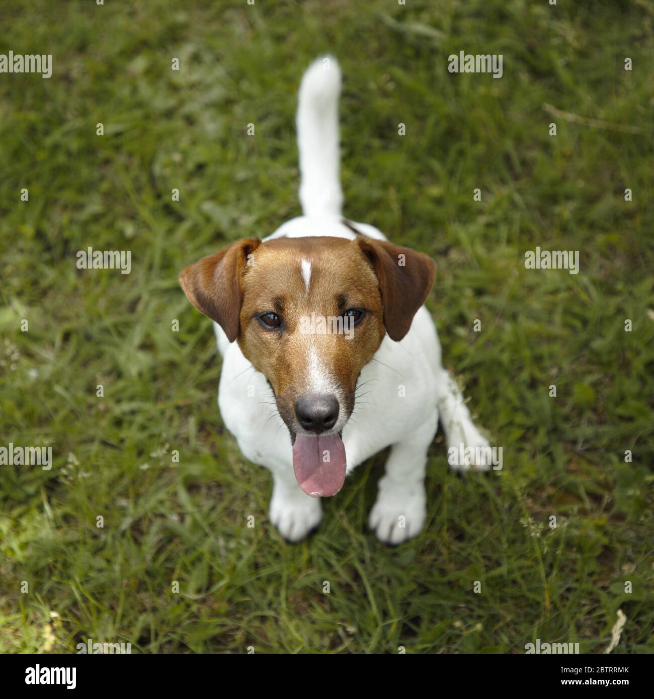 cute jack russell dog Stock Photo