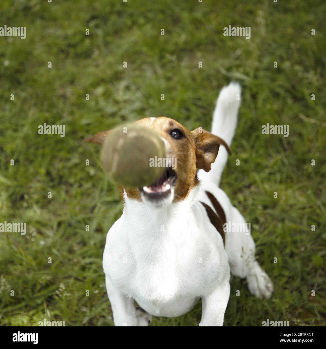 Murphy-Jack Russell at 2 years old with his favorite game ball Stock Photo