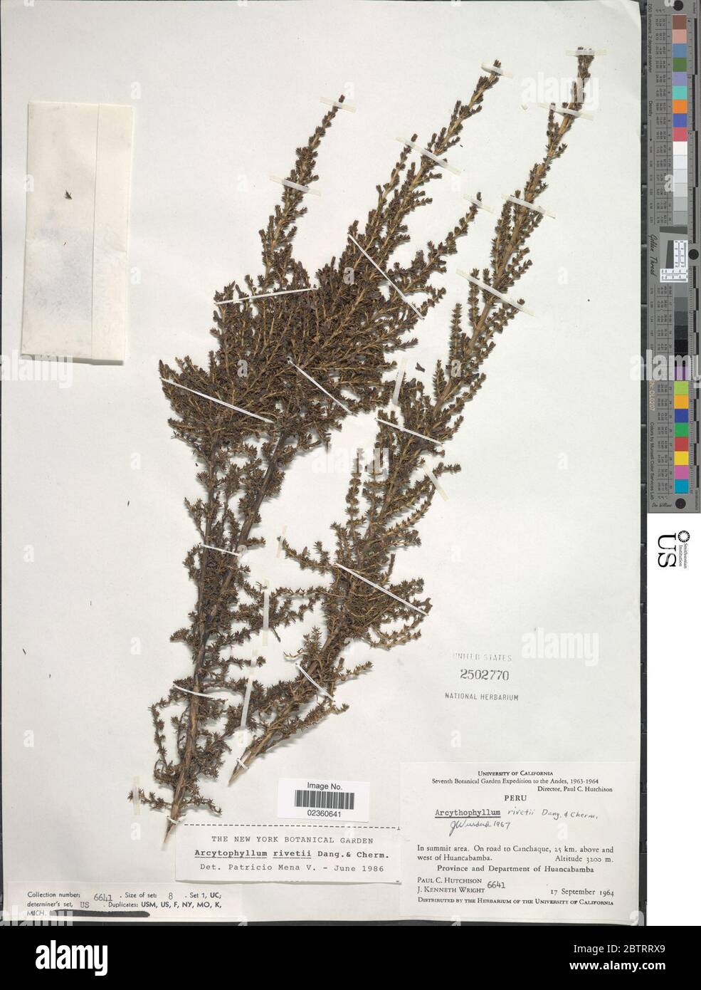 Arcytophyllum rivetii Danguy Cherm. Stock Photo