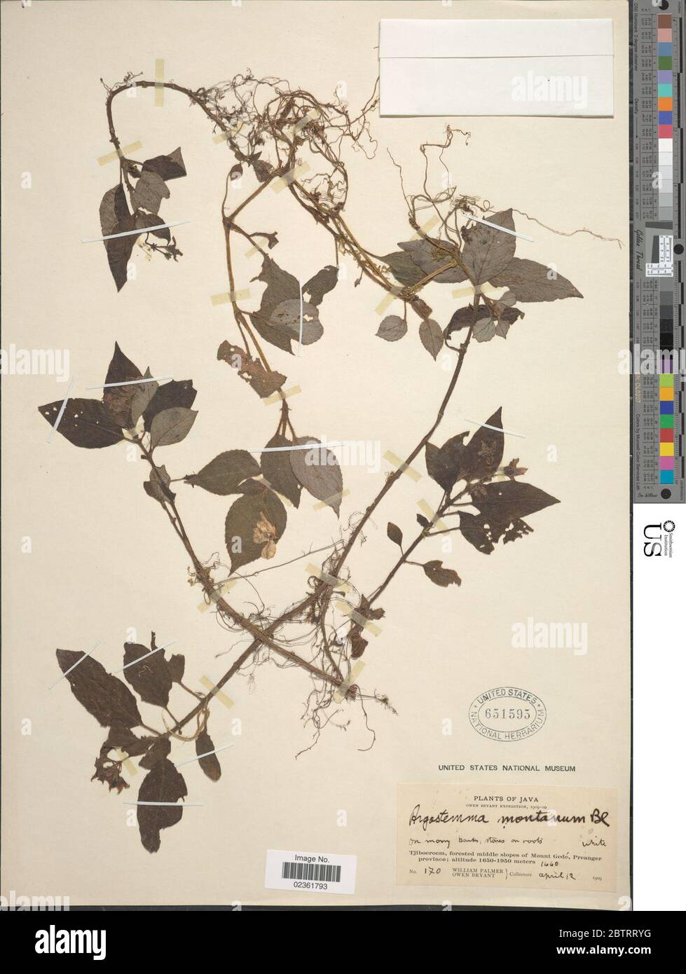 Argostemma montanum Blume ex DC. Stock Photo