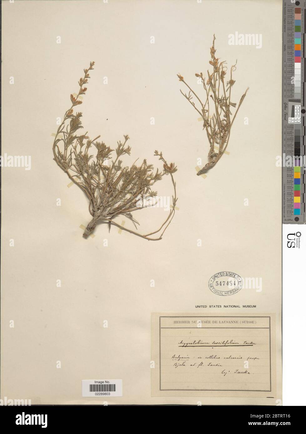 Argyrolobium sessilifolium Janka. Stock Photo