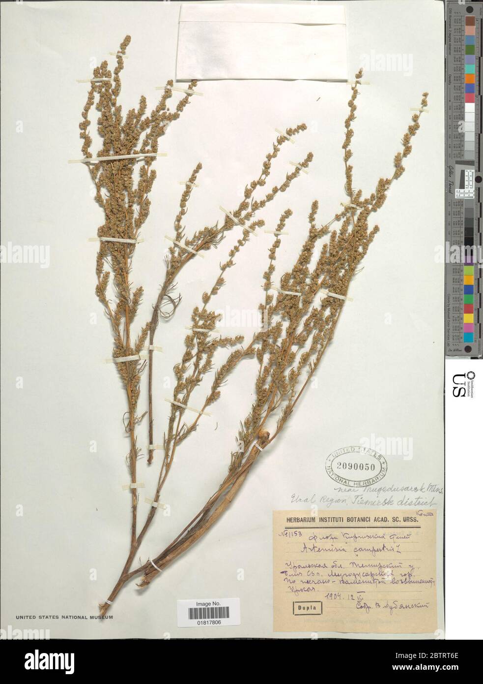 Artemisia campestris L. Stock Photo