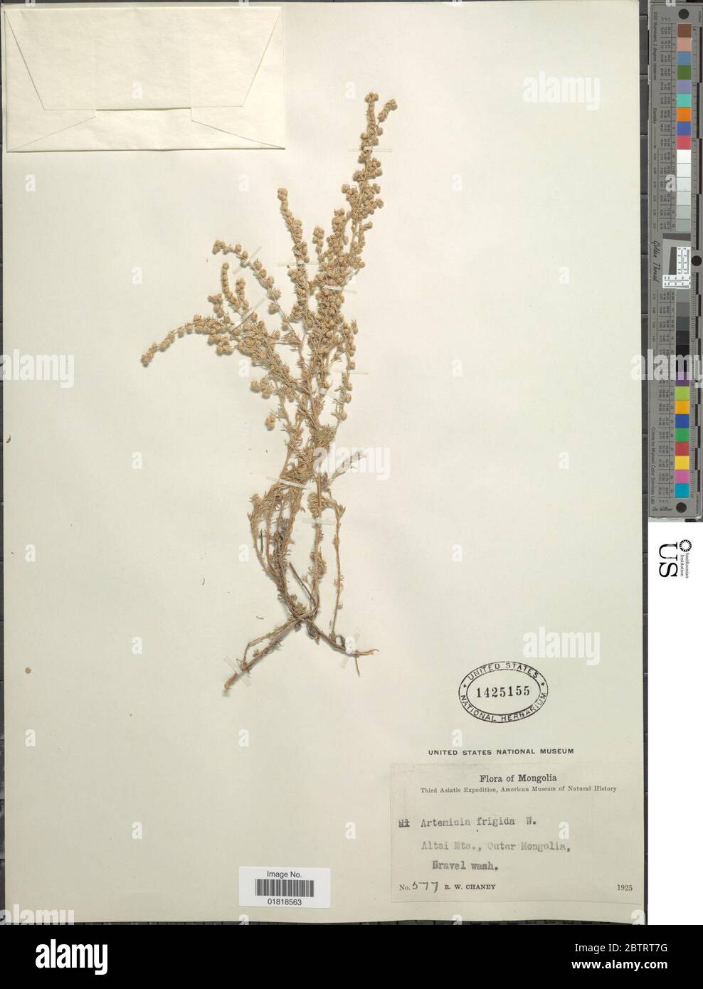 Artemisia frigida Willd. Stock Photo