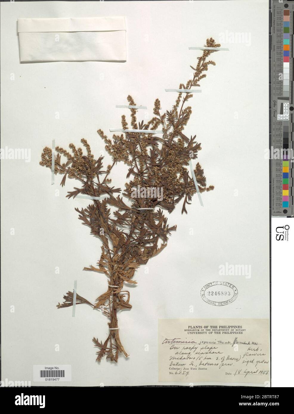 Artemisia japonica Thunb Stock Photo Alamy