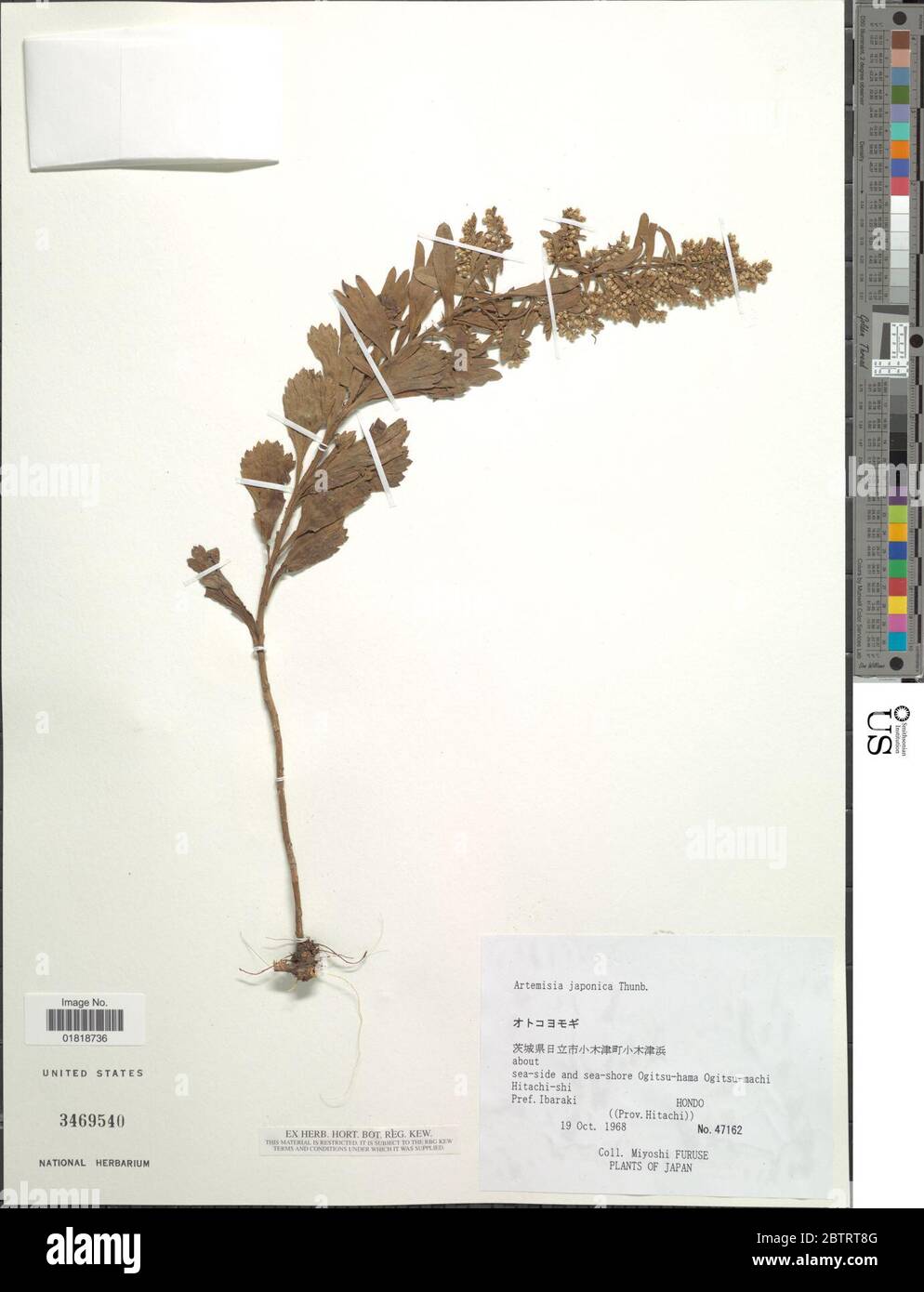 Artemisia japonica Thunb Stock Photo Alamy