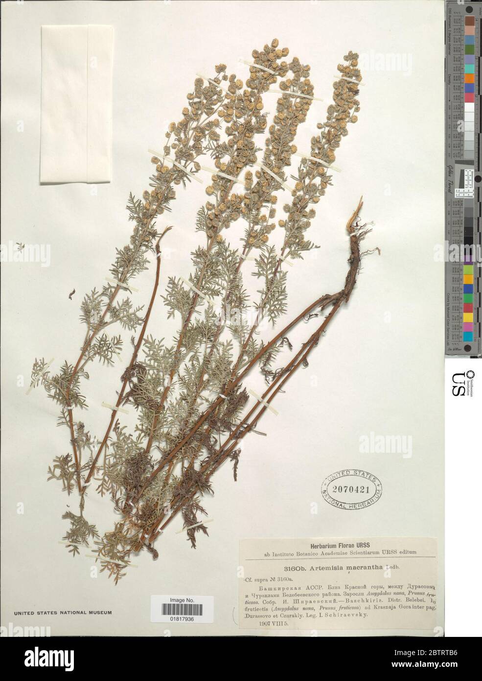 Artemisia macrantha Ledeb. Stock Photo