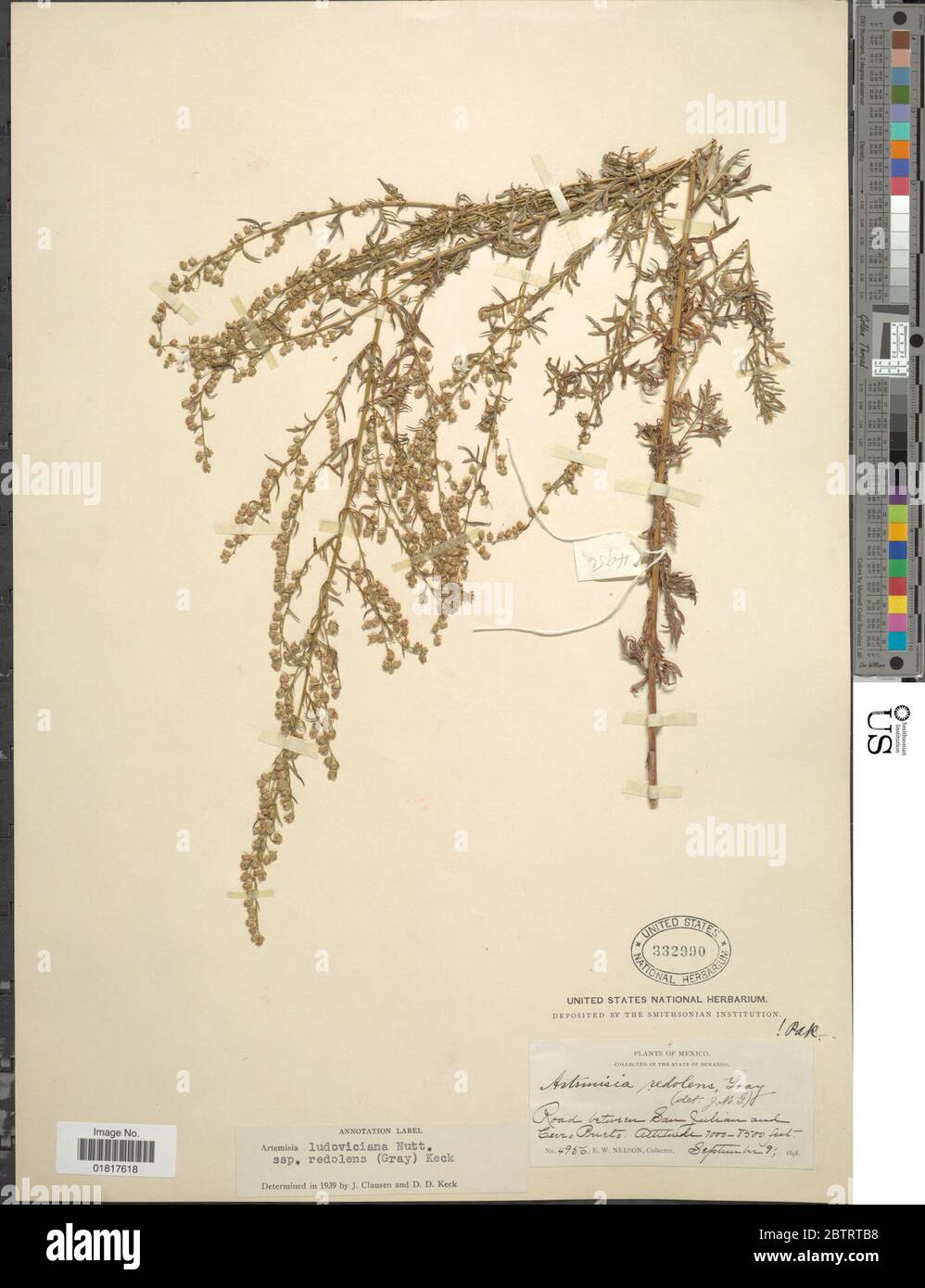 Artemisia ludoviciana subsp redolens. Stock Photo