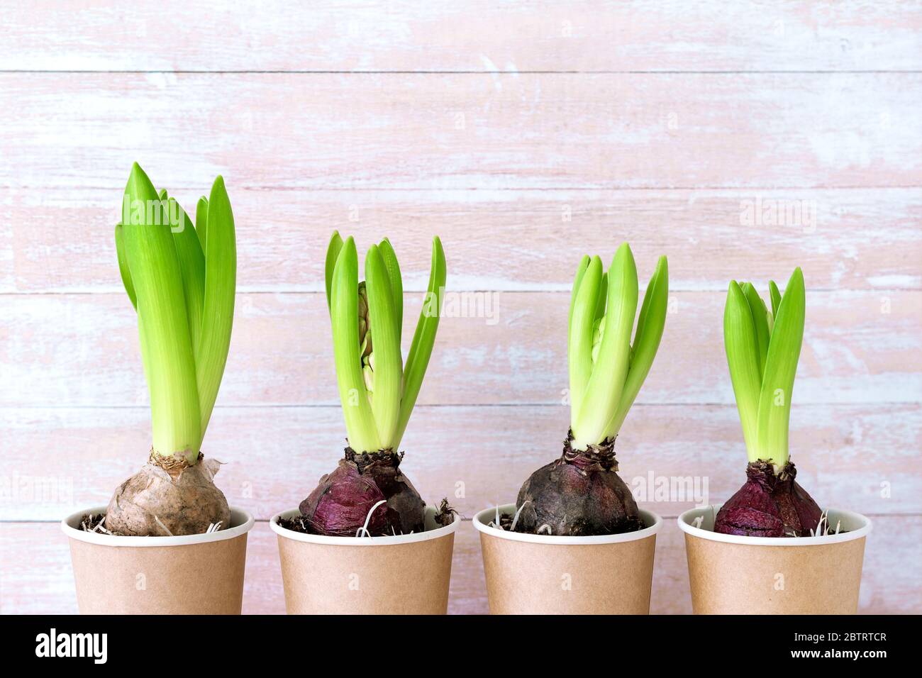Hyacinth flower in paper pots and gardening tools on wooden background. Spring gardening