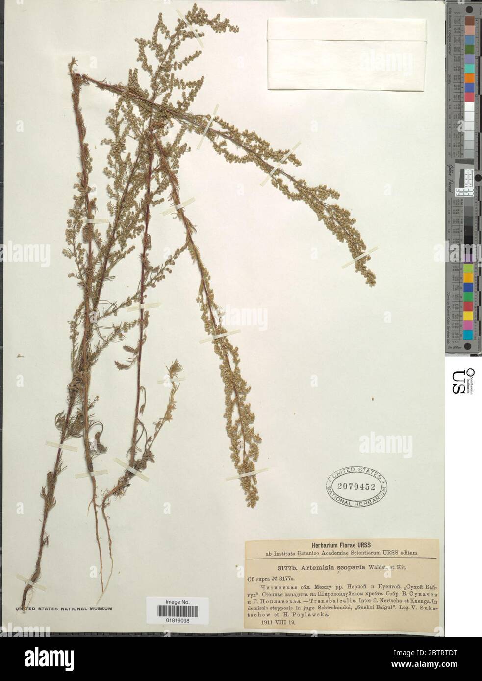 Artemisia scoparia Waldst Kit. Stock Photo
