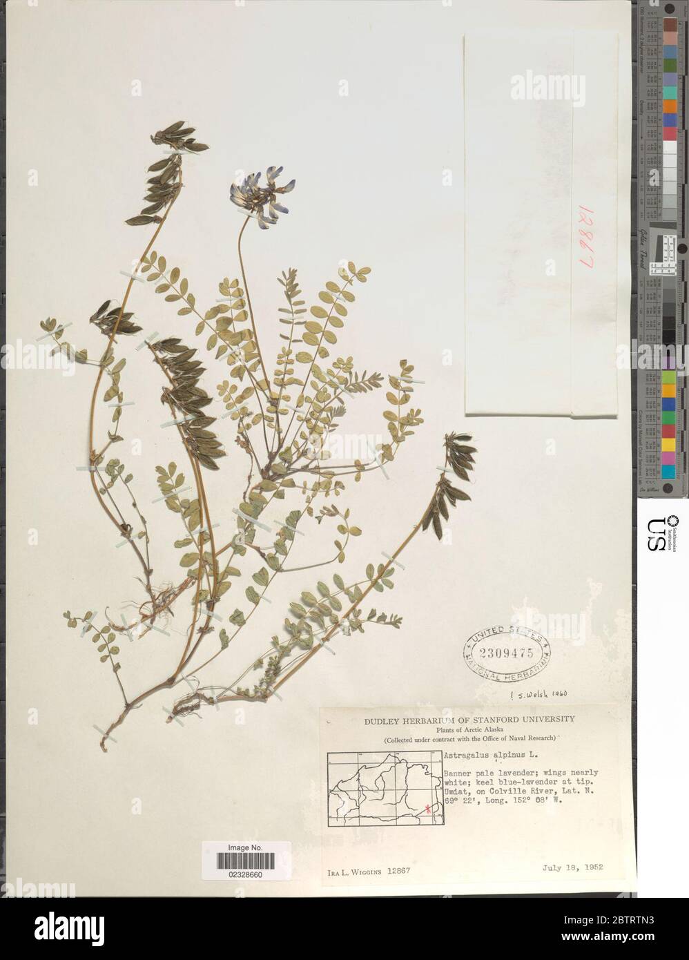 Astragalus alpinus L Stock Photo Alamy