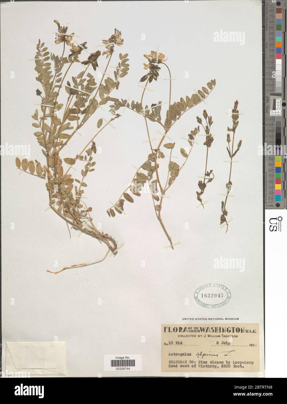 Astragalus alpinus L. Stock Photo