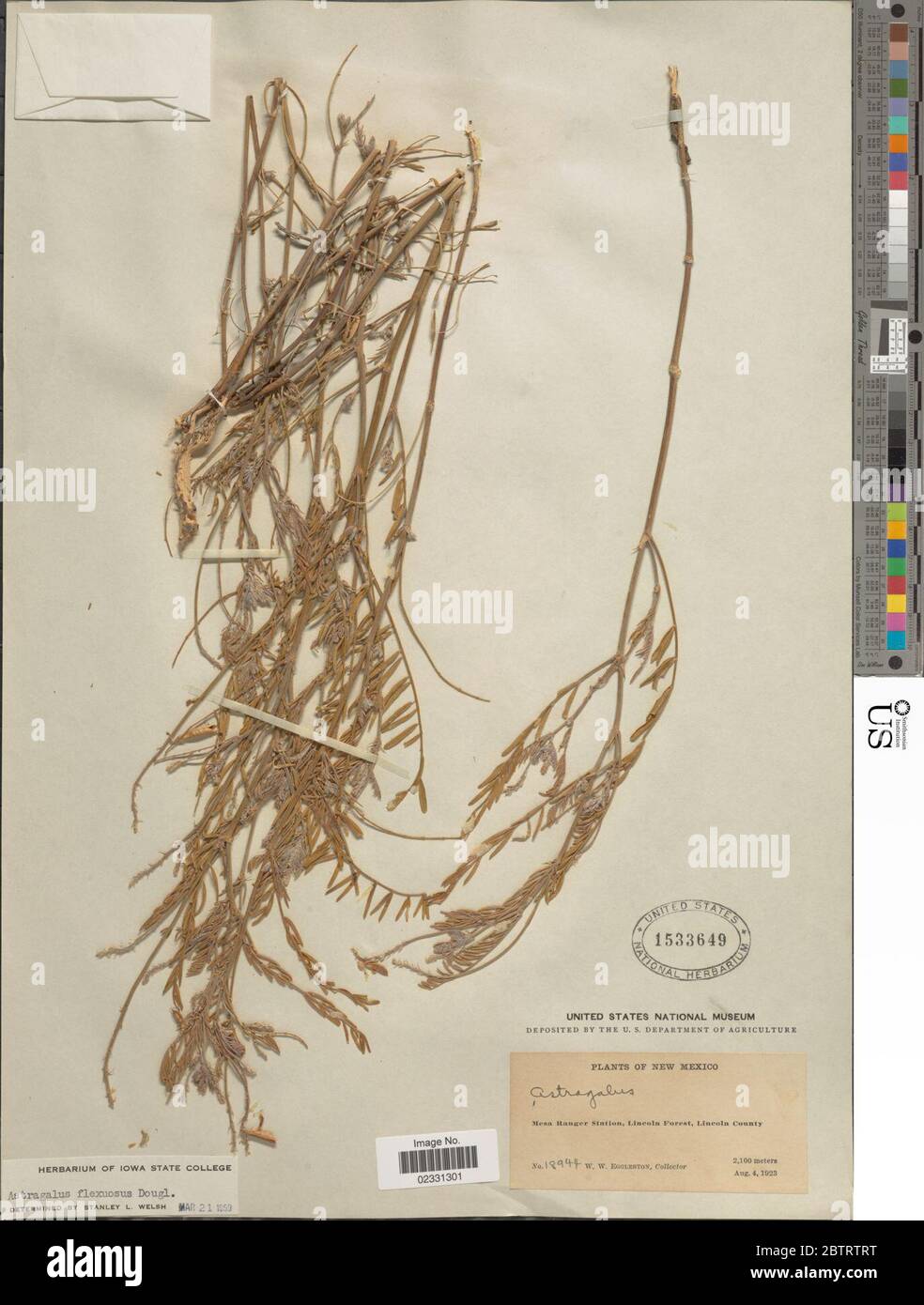 Astragalus flexuosus Hook Douglas ex G Don Stock Photo Alamy