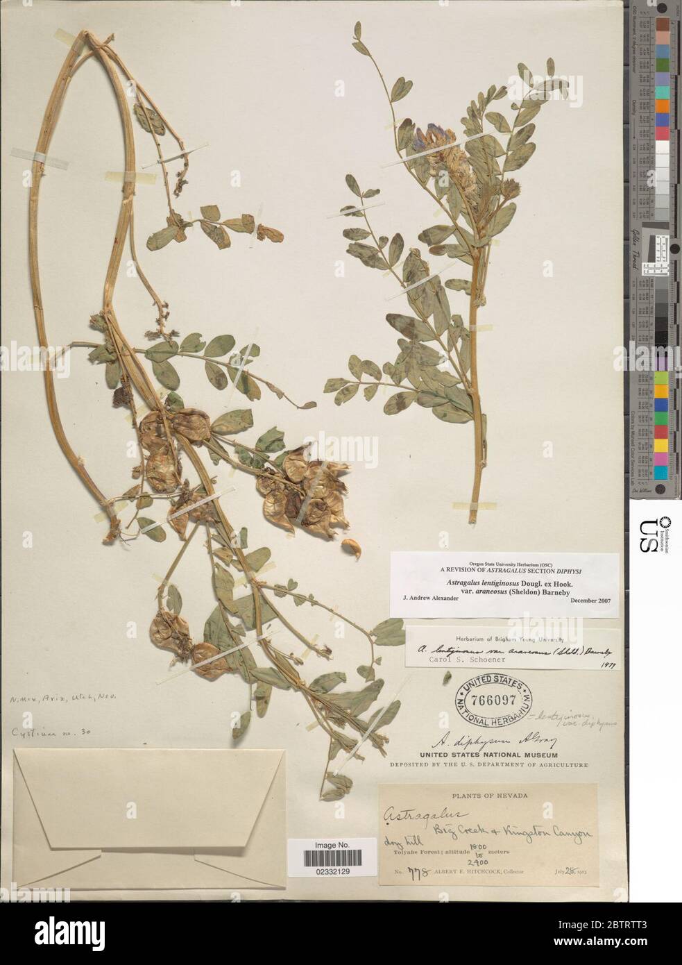 Astragalus lentiginosus var araneosus E Sheld Barneby. Stock Photo