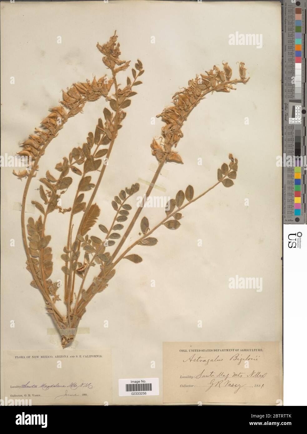 Astragalus mollissimus var bigelovii A Gray Barneby ex BL Turner. Stock Photo
