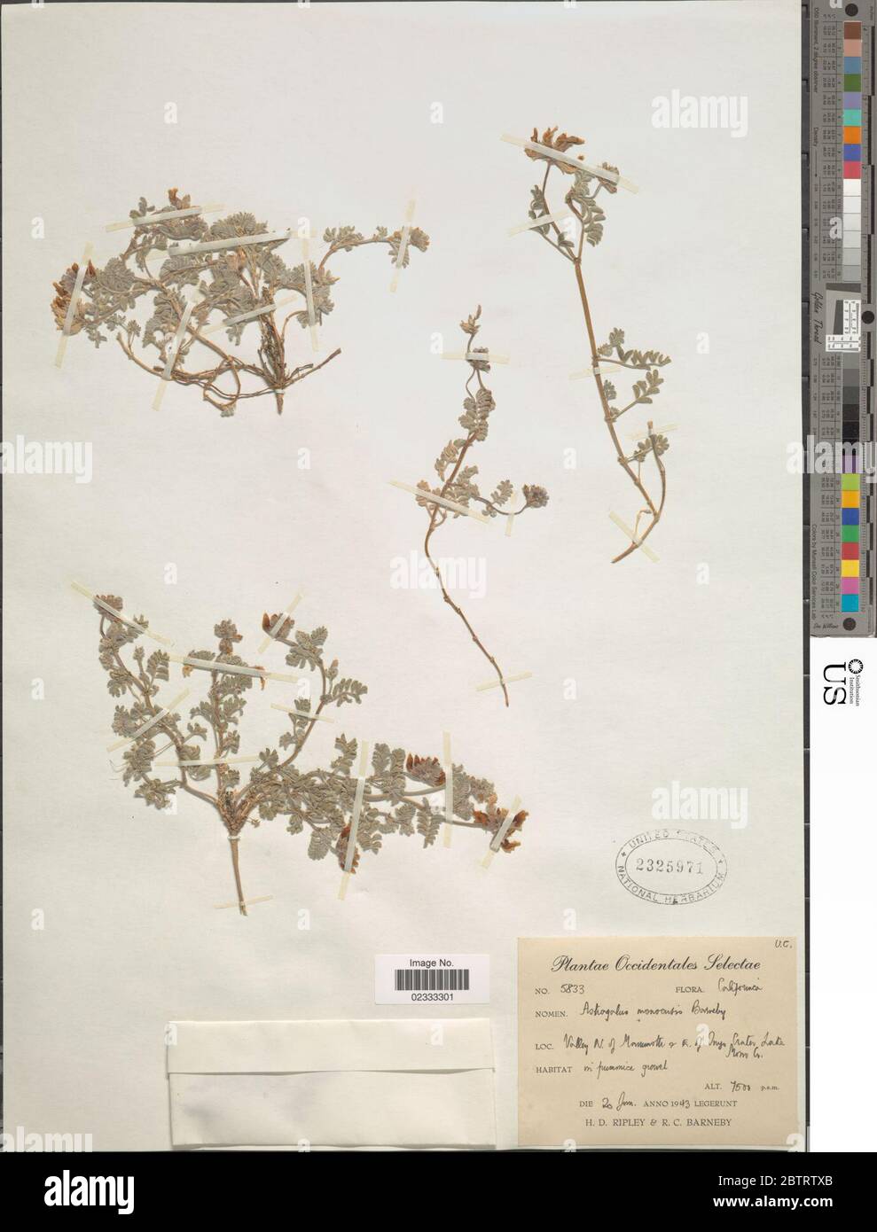 Astragalus monoensis Barneby. Stock Photo