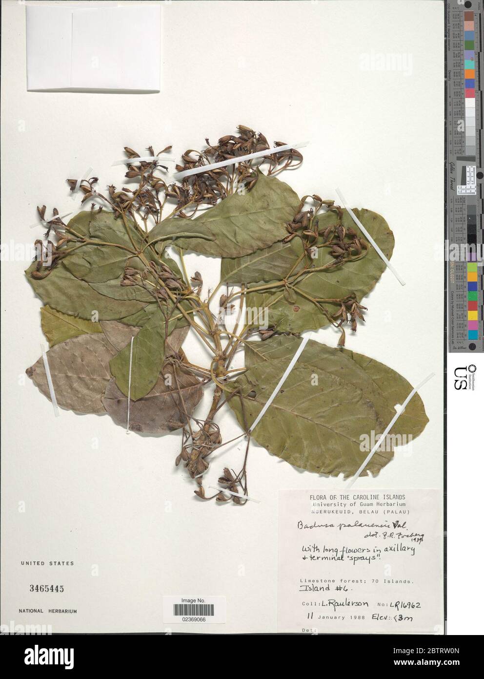 Badusa palauensis Valeton. Stock Photo