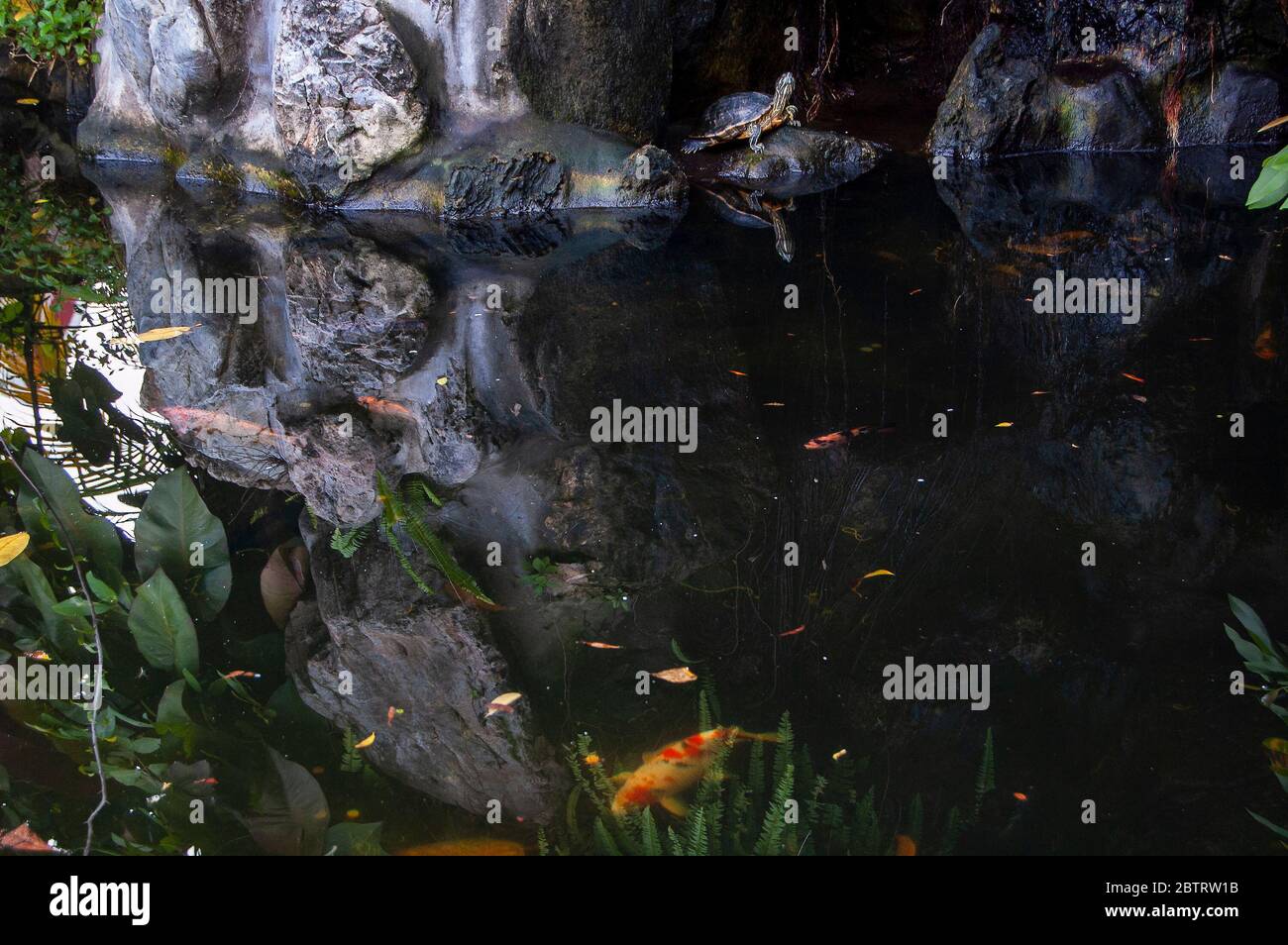 Fish pond at Wat Pho with turtle and golden fishes. Stock Photo