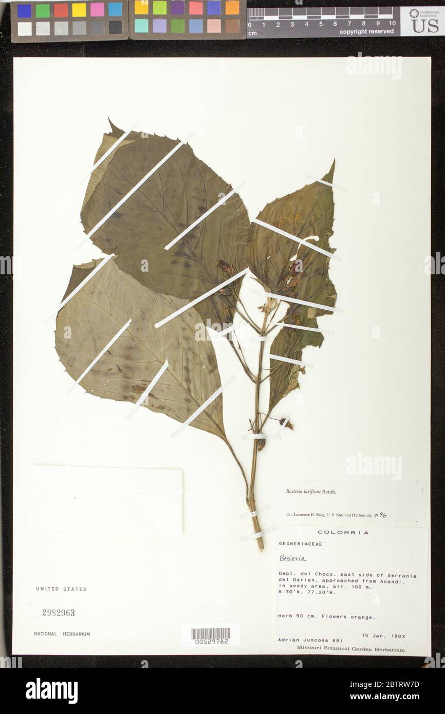 Besleria laxiflora Benth. Stock Photo