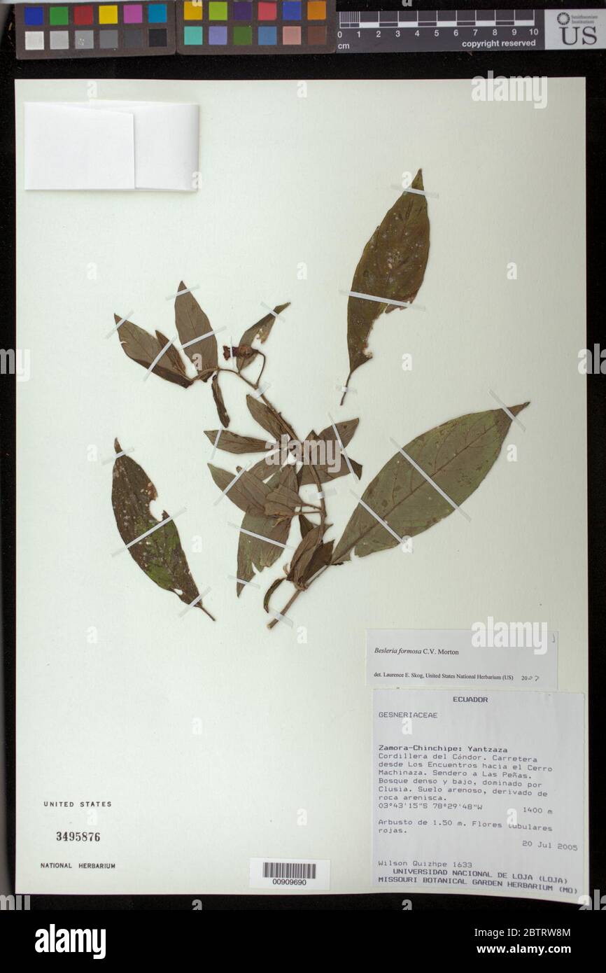 Besleria formosa CV Morton in Standl. Stock Photo