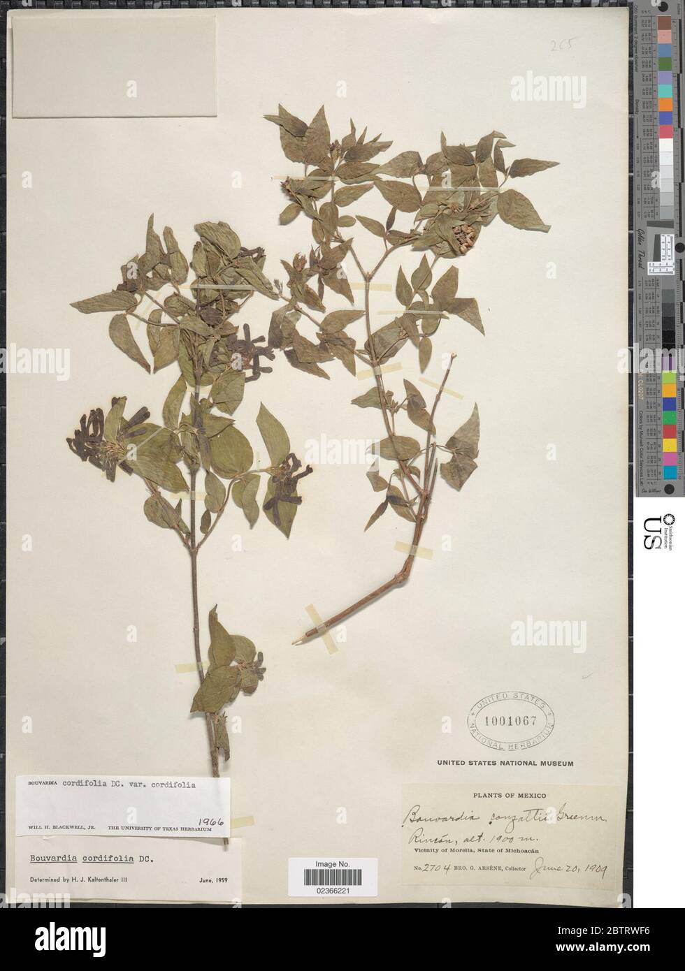 Bouvardia cordifolia DC. Stock Photo