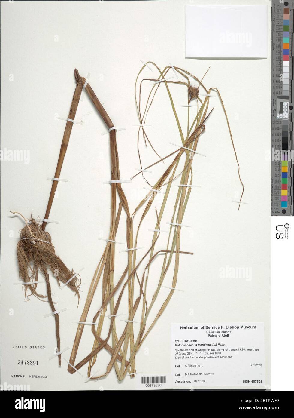Bolboschoenus maritimus subsp paludosus A Nelson T Koyama. Stock Photo