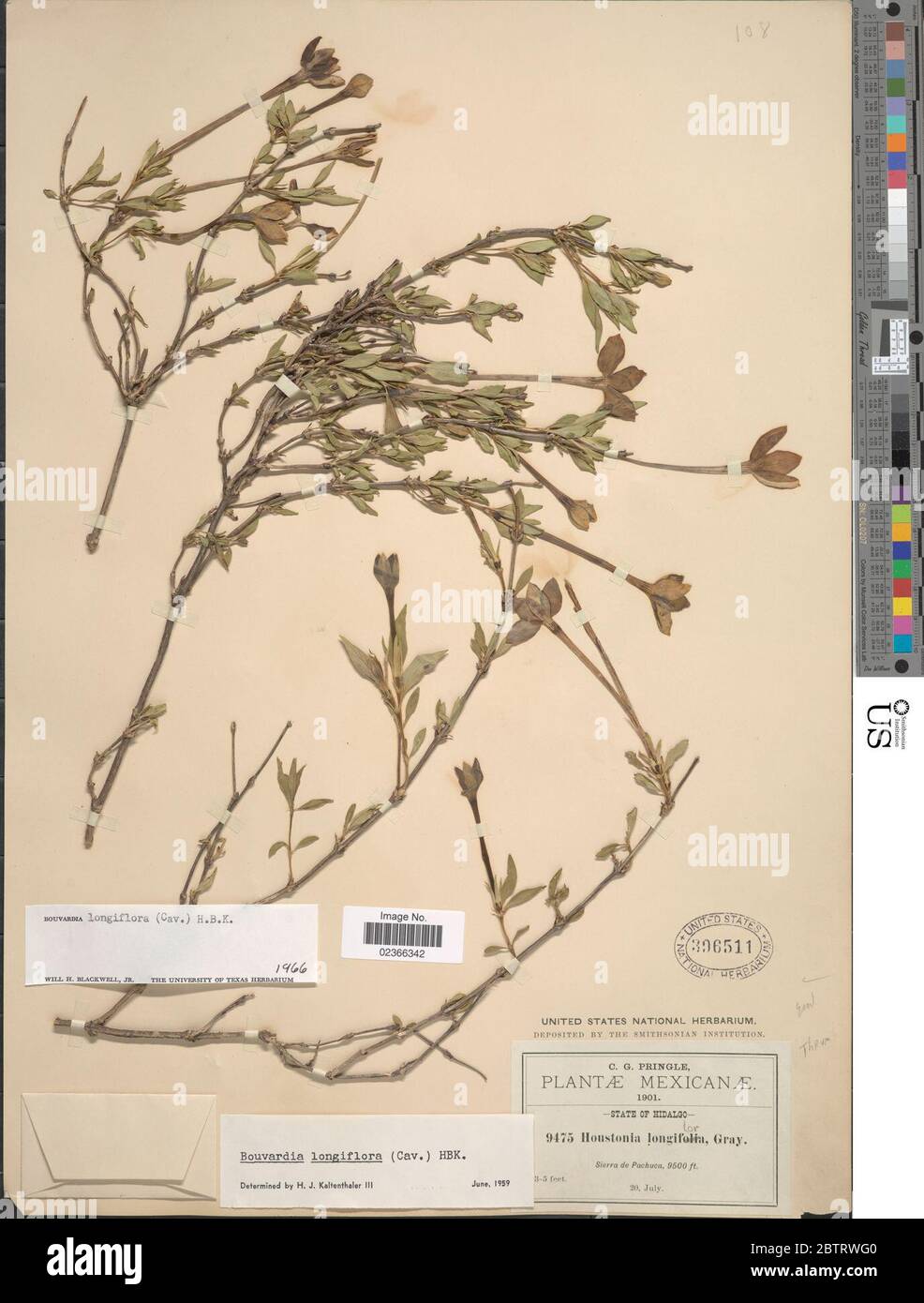 Bouvardia longiflora Cav Kunth. Stock Photo