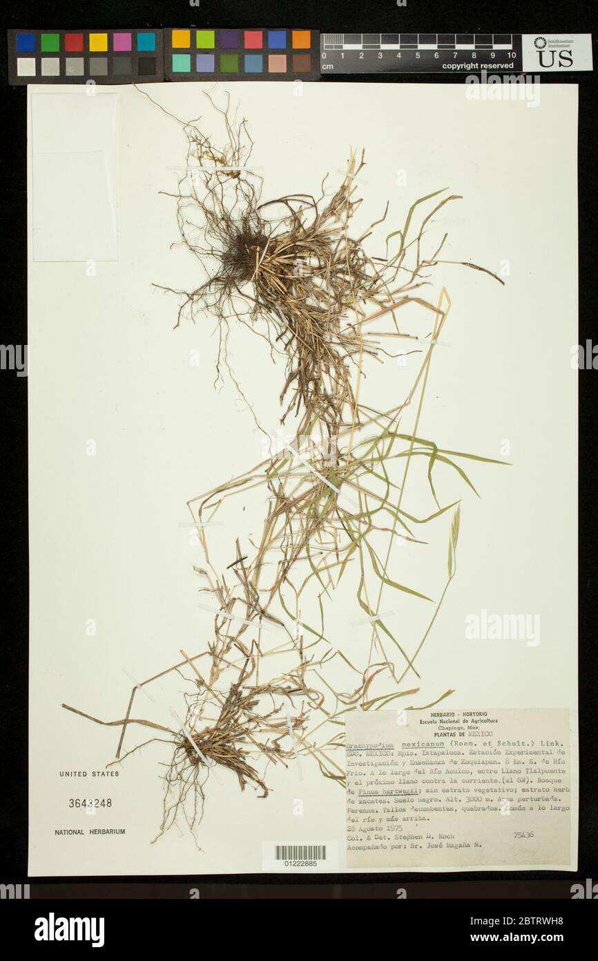 Brachypodium mexicanum Roem Schult Link. Stock Photo
