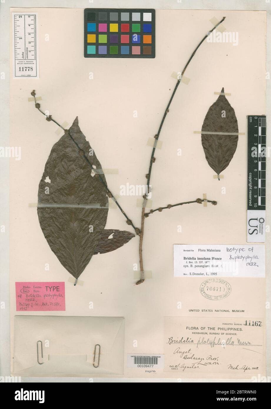 Bridelia platyphylla Merr. Stock Photo
