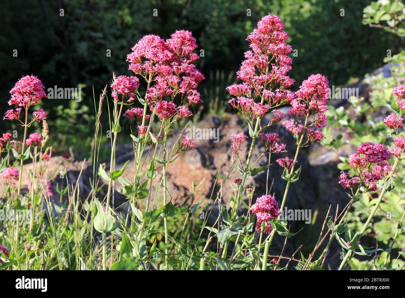 Red Valerian or Spur Valerian flowering the pink wild flower Bouncing Bess (Centranthus Ruber) on limestone cliff edge in the Avon Gorge Stock Photo