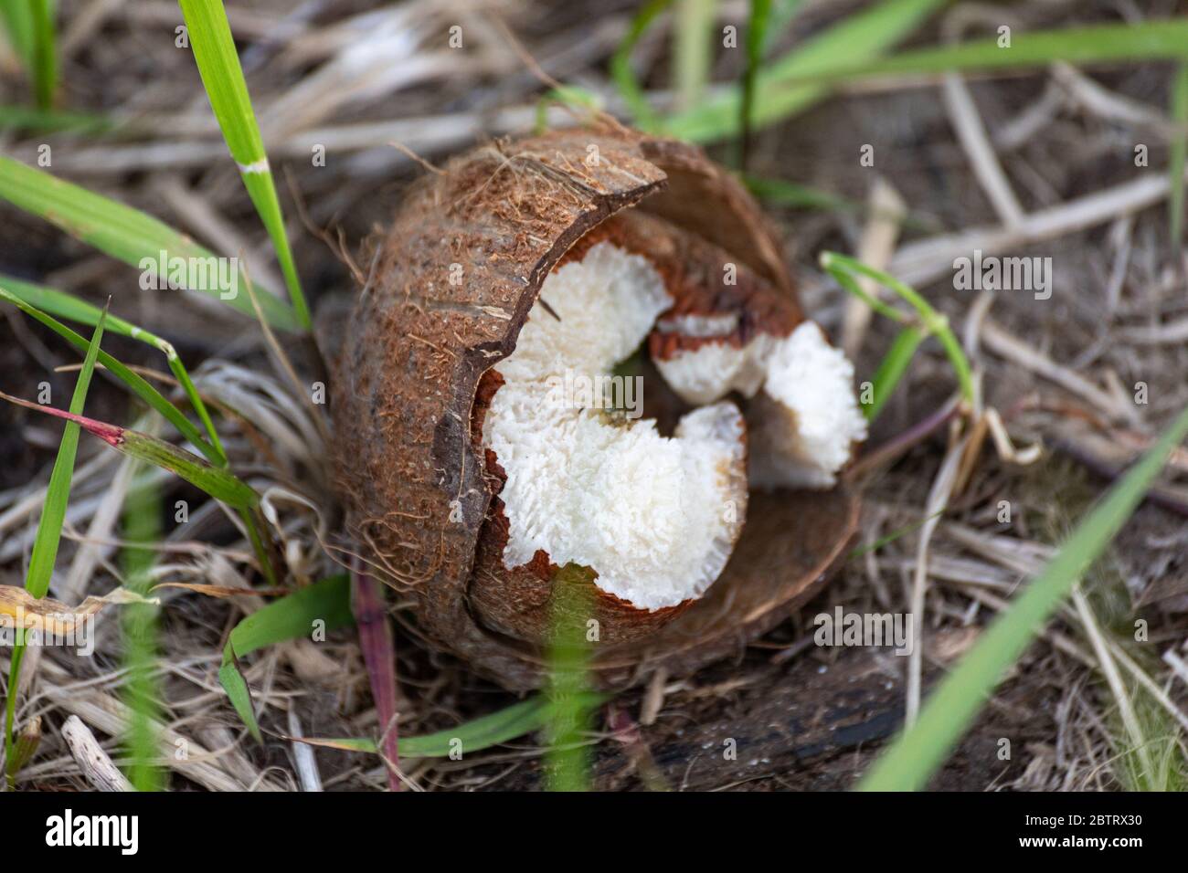 Broken coconut fruit on the ground Stock Photo