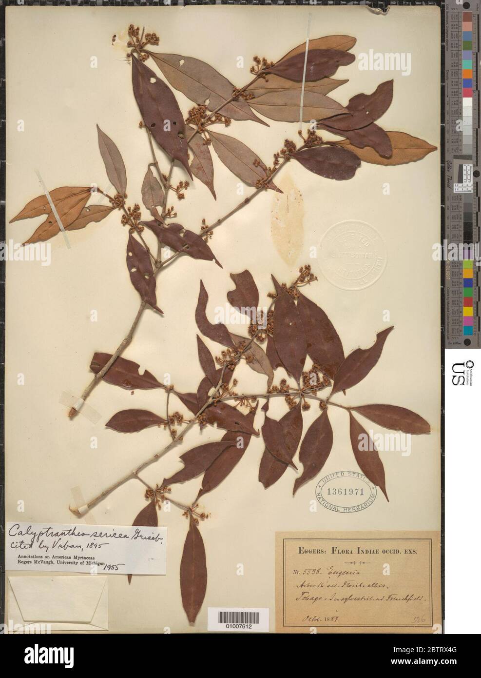 Calyptranthes fasciculata O Berg. Stock Photo