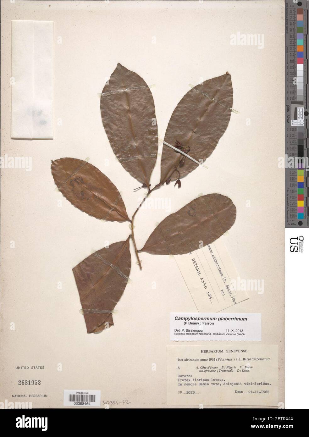 Campylospermum glaberrimum P Beauv Farron. Stock Photo