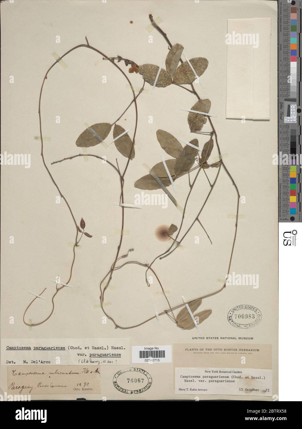 Camptosema hires stock photography and images Alamy