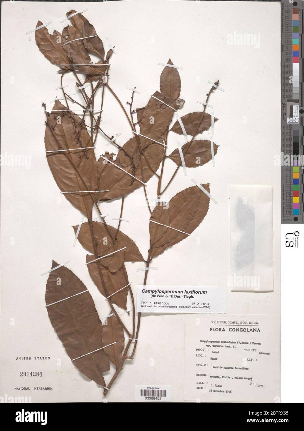 Campylospermum laxiflorum De Wild T Durand Tiegh. Stock Photo