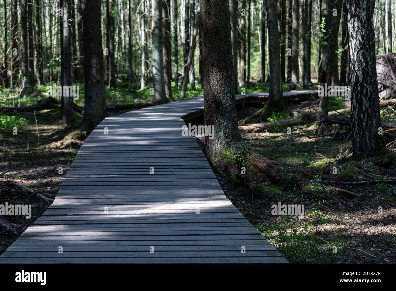 Nature boardwalk, part of Sarvikallio hike trail in Tuusula, Finland Stock Photo