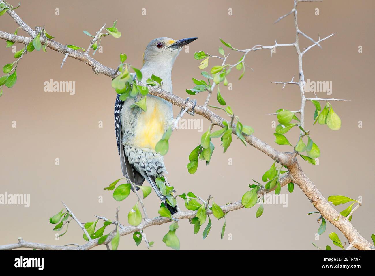 Golden-fronted Woodpecker (Melanerpes aurifrons) on branch in South Texas, USA Stock Photo