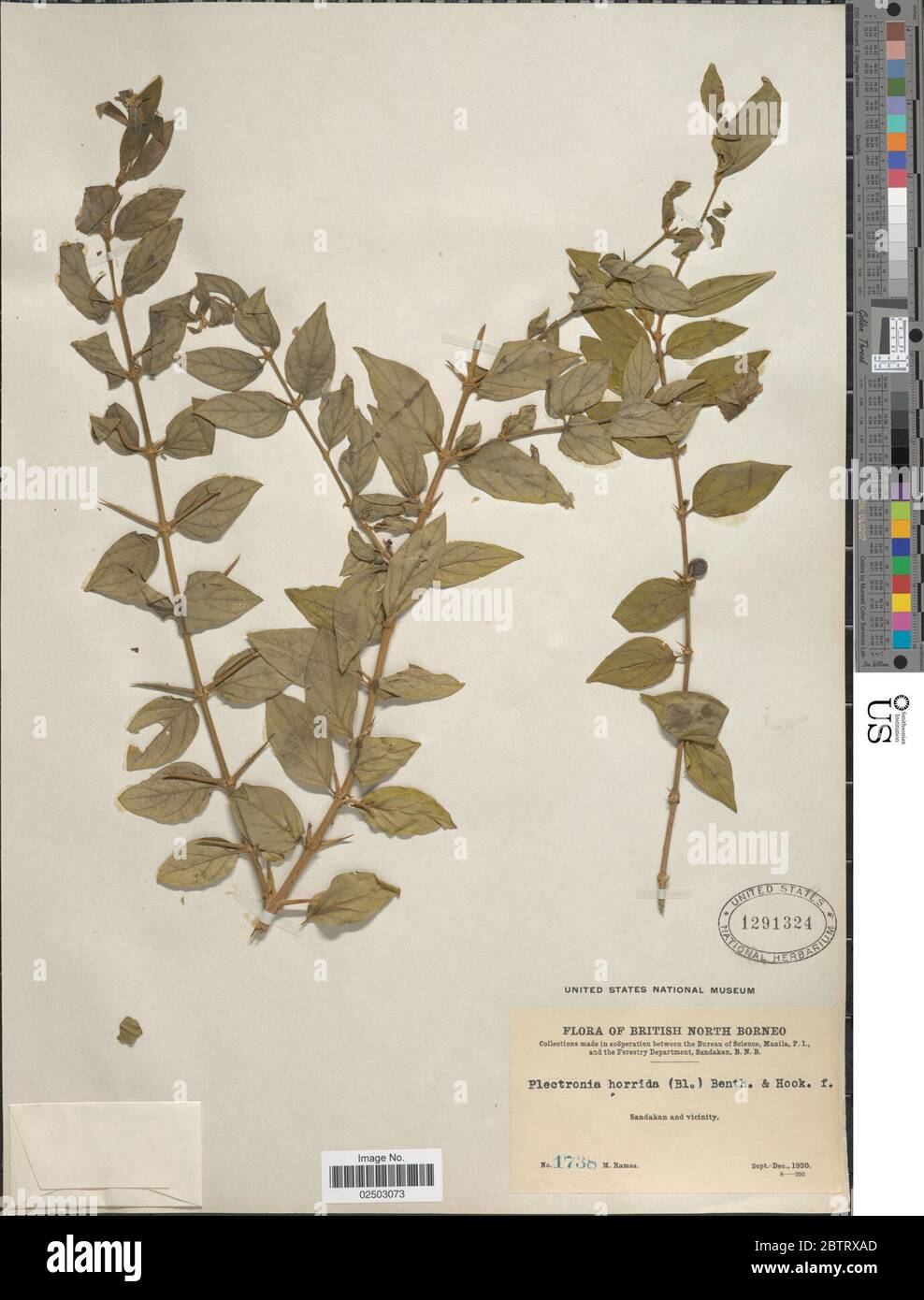 Canthium horridum Blume. Stock Photo
