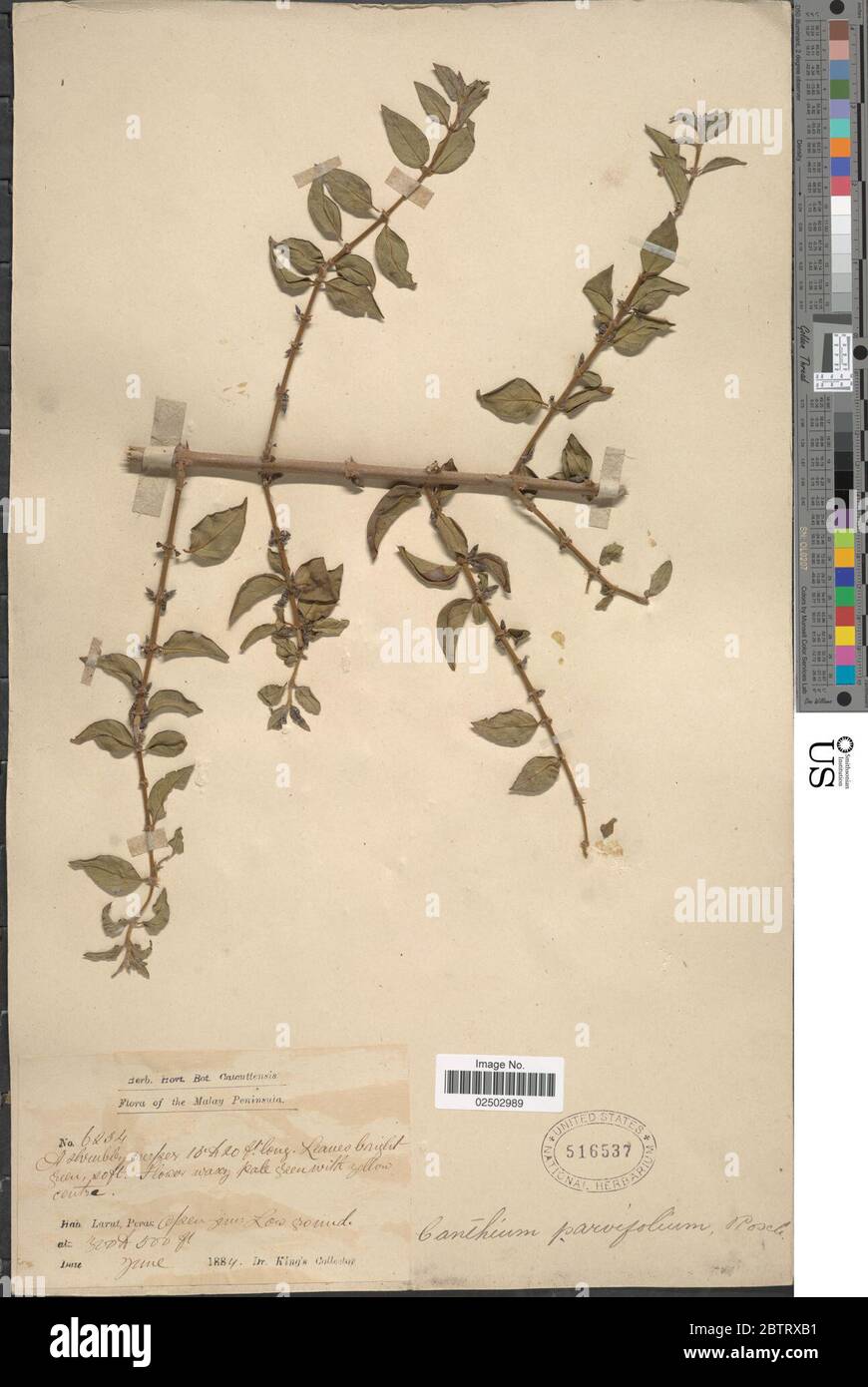Canthium parvifolium Roxb. Stock Photo