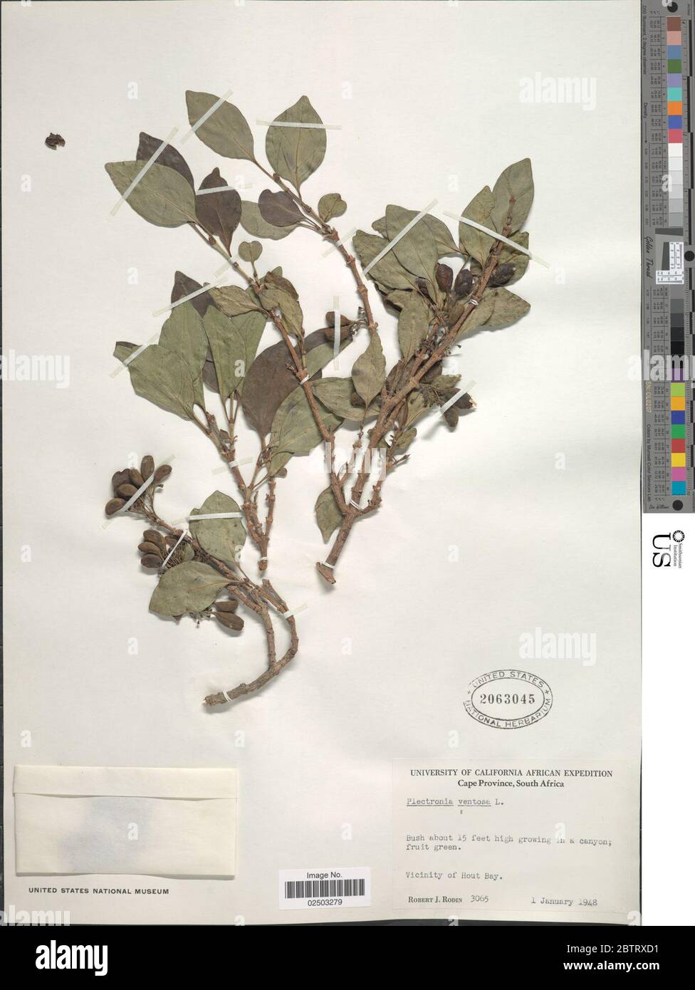 Canthium ventosum Kuntze. Stock Photo