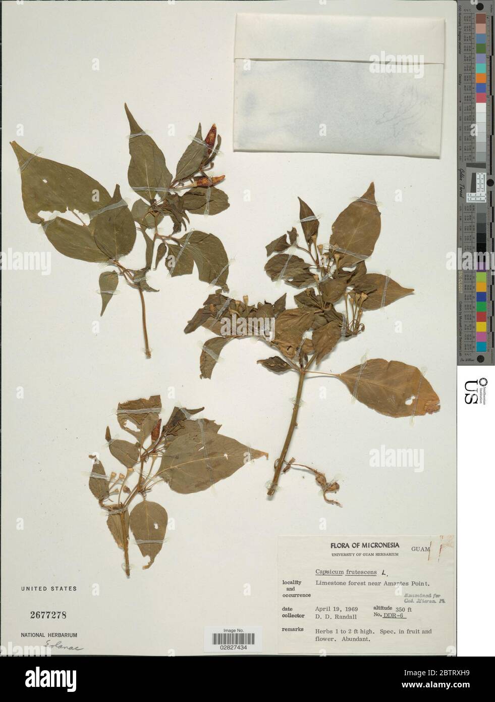 Capsicum frutescens L Stock Photo Alamy