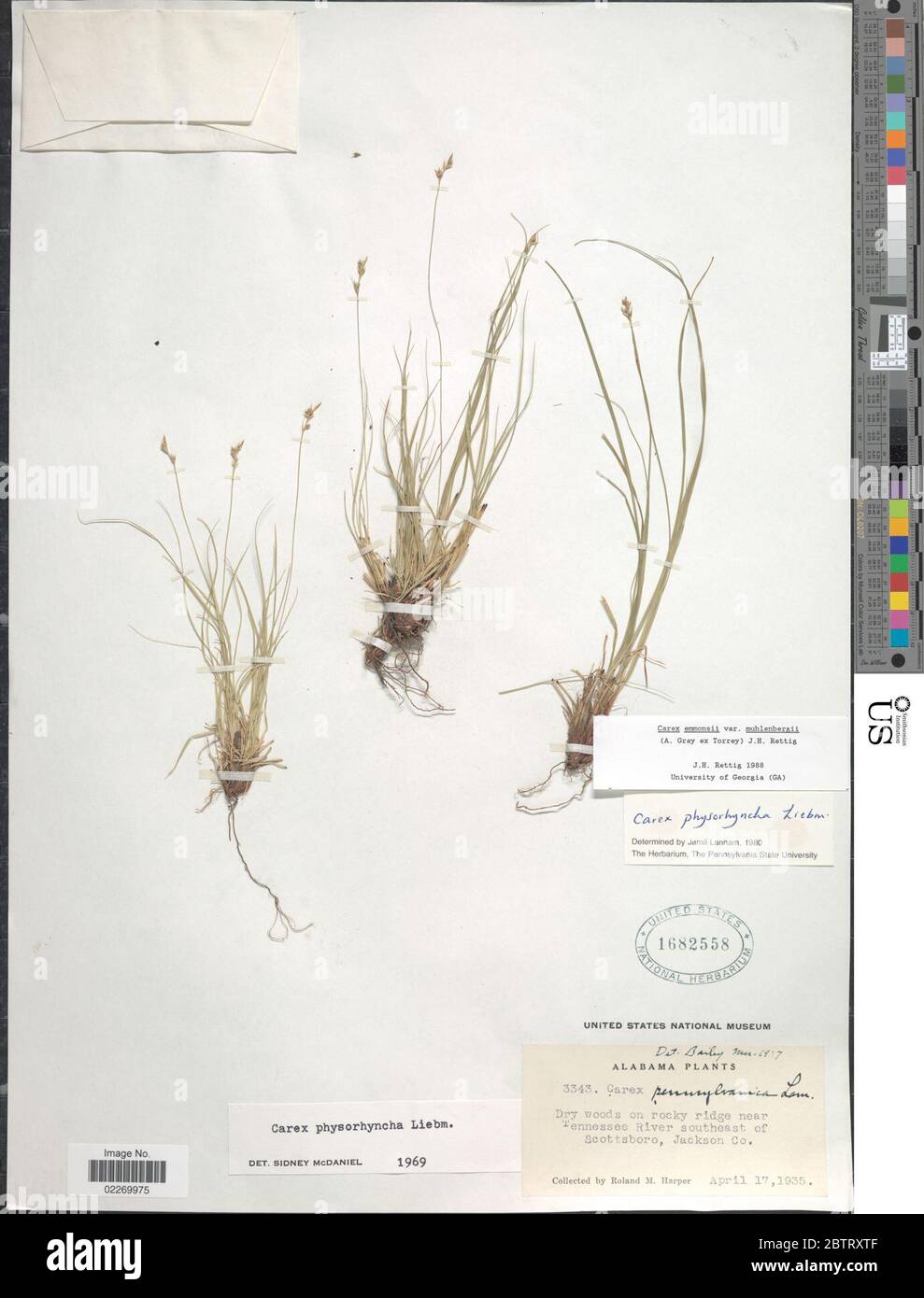 Carex emmonsii var muhlenbergii A Gray ex Torr Rettig. Stock Photo