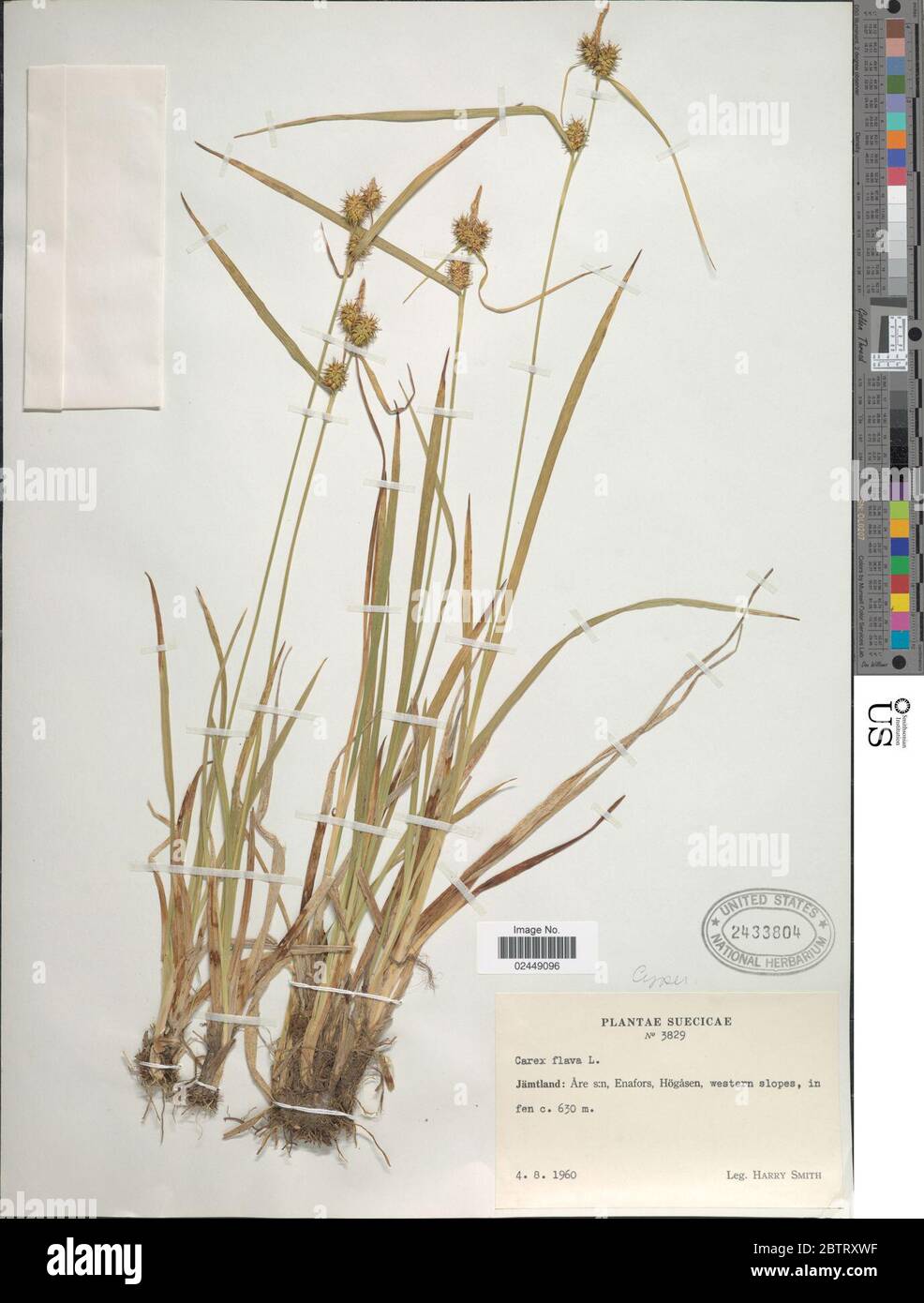 Carex flava. Stock Photo