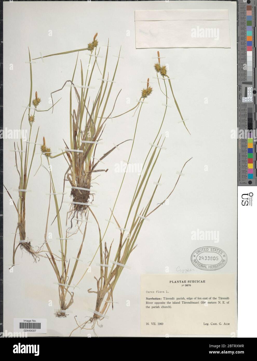 Carex flava. Stock Photo