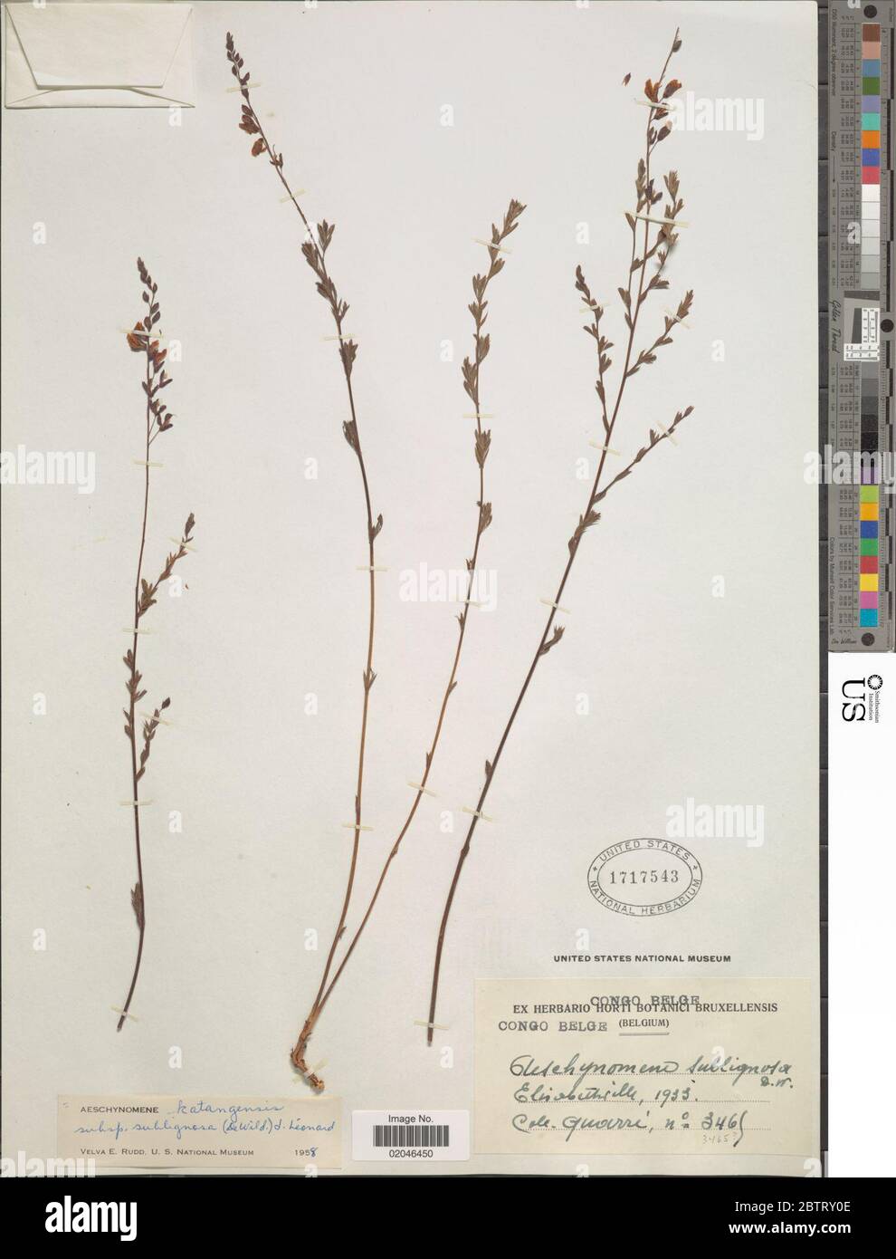 Aeschynomene katangensis subsp sublignosa J Lonard. 30 Dec 20171 Stock Photo