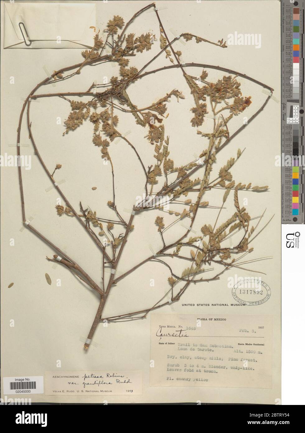 Aeschynomene petraea var grandiflora Rudd. 29 Dec 20171 Stock Photo