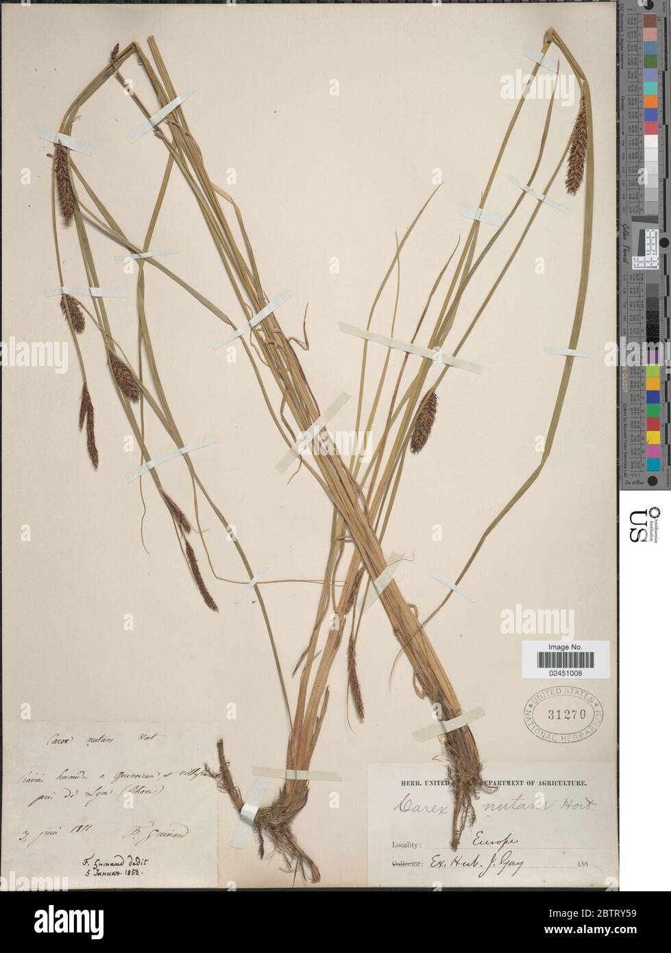 Carex nutans. Stock Photo